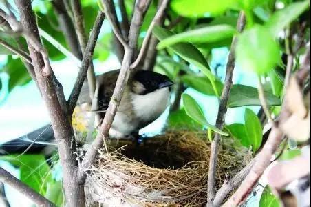 鳥 築 巢 吉兆|【家裡有鳥築巢】鳥兒築巢有好兆頭？家裡發現鳥窩竟是財運來臨。